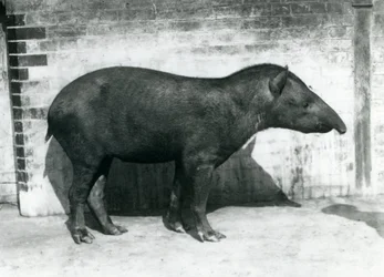 Ein brasilianischer südamerikanischer Tapir im Londoner Zoo, Oktober 1922